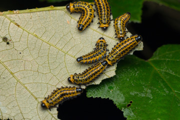 A group of sawfly larva on leaves (selective focus) 