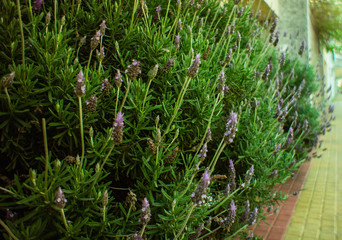  Lavender plant in the foreground.