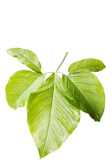 Fototapeta na wymiar Green tropical leaf on white background work with save paths in file