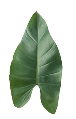 Green tropical leaf on white background work with save paths in file