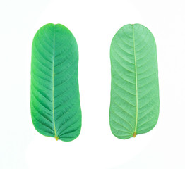 Closeup of  green leaf on white  background