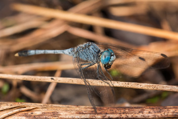 Close-up of Beautiful dragonfly, Dragonfly on branches 