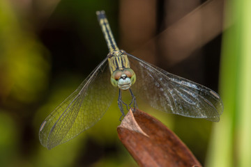 Close-up of Beautiful dragonfly, Dragonfly on branches 