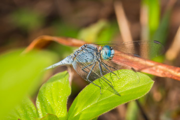 Close-up of Beautiful dragonfly, Dragonfly on branches 