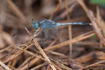 Close-up of Beautiful dragonfly, Dragonfly on branches 