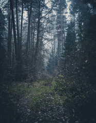 Dark bushes in the misty forest. Late autumn afternoon. Magic trees around.