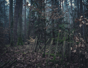 Broken wooden fence covered with green moss in the dark forest. Cold autumn afternoon. Ground with plenty of old leaves. 