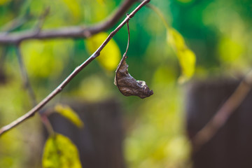 Branches with leaves in the garden. Selective focus.
