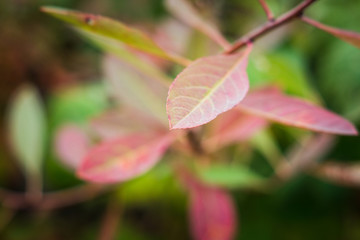 Branches with leaves in the garden. Selective focus.