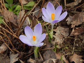 Blue crocuses in spring. Nature photography