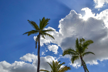 Fototapeta na wymiar Palm Treen Sun Peeking Through Clouds