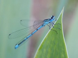 Blue dragonfly on a blade of grass. Nature photography
