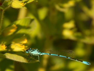 Blue dragonfly on a blade of grass. Nature photography