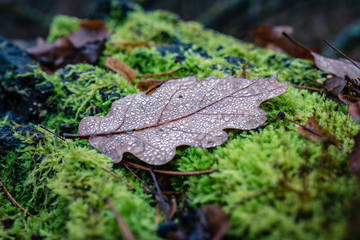 Brown autumn leaf fell from a tree and lies on the green moss, covered with water drops. Autumn in the forest.