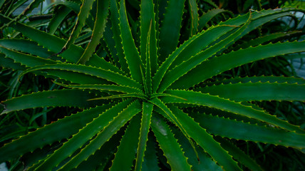 green plant, wallpaper