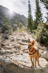 dog on an alpine hike