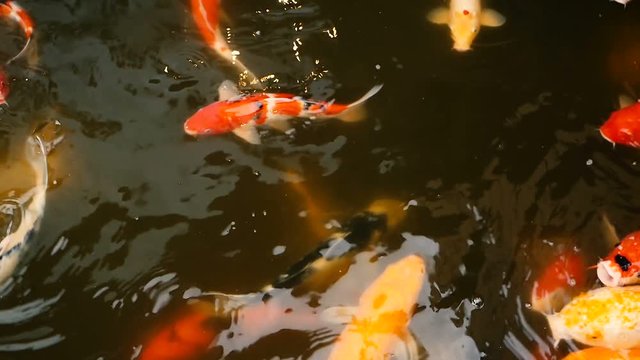 Natural background, aquarium close up. Vibrant Colorful Japanese Koi Carp fish swimming in traditional garden pond. Chinese Fancy Carps under water surface. Oriental symbols of fortune and good luck.