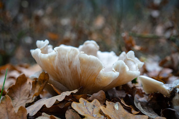 Beautiful white mushroom among autumn leaves, in the forest, closeup. 