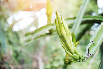 Obraz premium Fresh green Dragon fruit tree plant with sunlight in garden. Pitaya Pitahaya plantation in Thailand 