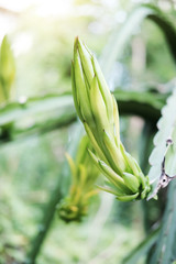 Fresh green Dragon fruit tree plant with sunlight in garden. Pitaya Pitahaya plantation in Thailand 
