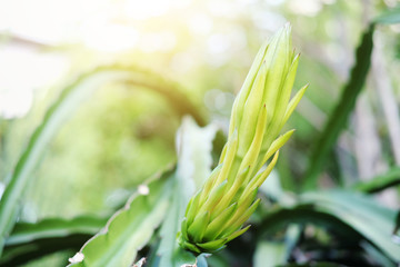 Fresh green Dragon fruit tree plant with sunlight in garden. Pitaya Pitahaya plantation in Thailand 