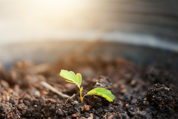 Small plants growing in soil in nature with sunlight to leaf background. Plant seed growing in new life concept.