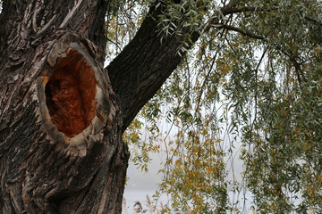 Trunk with hollow, willow tree © Jenny