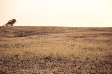 Dried yellow grass on hill