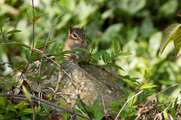 Cute little chipmunk hiding off the path