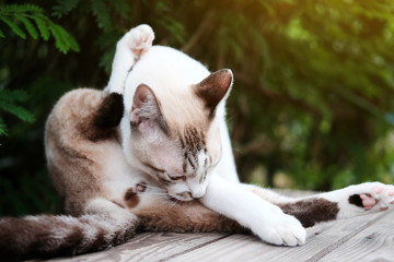 Siamese cat and grey Cat relax with natural light in The garden
