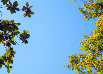 Bright leaves on blue sky and sunlight background