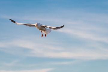 A seagull in flight with the background of blue sky at Bang Pu recreational center, Thailand