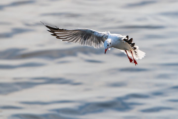 A seagull in flight with the background of sea water at Bang Pu recreational center, Thailand