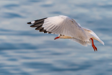 A seagull in flight with the background of blue sea water at Bang Pu recreational center, Thailand