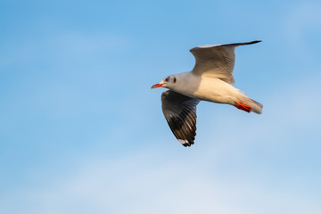 A seagull in flight with the background of blue sky at Bang Pu recreational center, Thailand