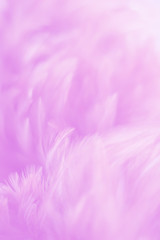 Blur Bird chickens feather texture for background, Fantasy, Abstract, soft color of art design.