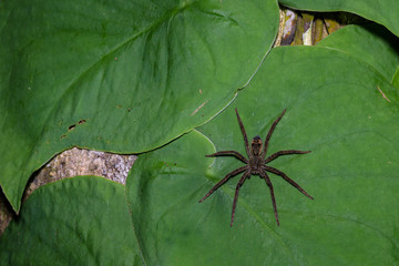 Fuzzy brown creepy spider on lush green foliage at night, Costa Rica