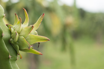 Fototapeta premium Dragon fruit on plant, Raw Pitaya fruit on tree, A pitaya or pitahaya is the fruit of several cactus species indigenous to the Americas