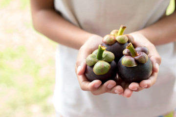 Farmer's holding Mangosteens in hands