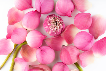 Pink  lotus flowers