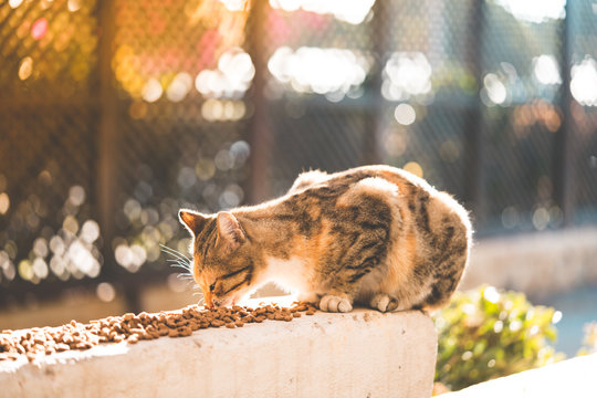 street cat eating food
