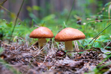 two of the mushroom on a background of green forests, natural habitat