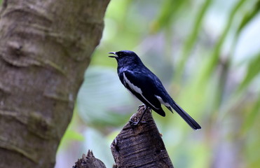 Black Sparrow on a Stand