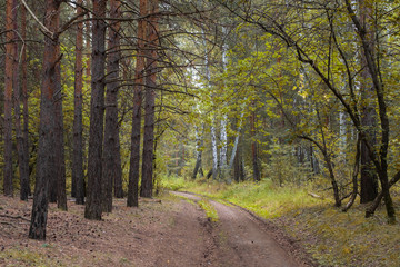 Fototapeta na wymiar the road divides the forest into coniferous and deciduous, on the one hand pine on the other birch
