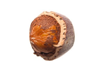 nut isolated on white background