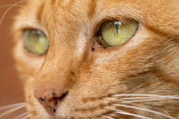 Close up Cute Ginger tabby cat focus on eye