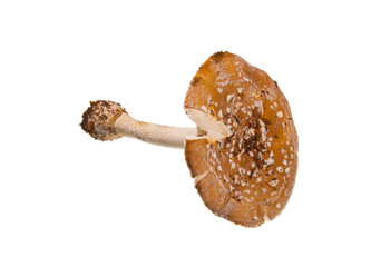 mushroom isolated on white background