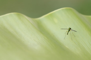 Close up of Long-legged fly