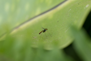Close up of Long-legged fly