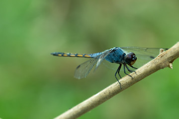 Close up of Blue dragonfly